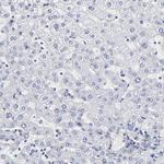 Fibulin 2 Antibody in Immunohistochemistry (Paraffin) (IHC (P))