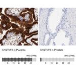 CTRP6 Antibody
