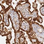 TAPP1 Antibody in Immunohistochemistry (Paraffin) (IHC (P))