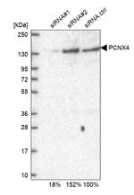 PCNXL4 Antibody