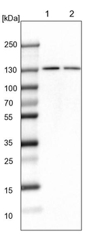 PCNXL4 Antibody in Western Blot (WB)