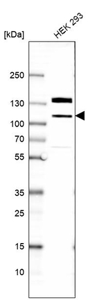 eIF4ENIF1 Antibody in Western Blot (WB)