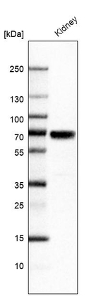 TCF2 Antibody in Western Blot (WB)