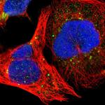 KIAA2026 Polyclonal Antibody