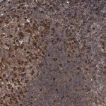 KIAA2026 Antibody in Immunohistochemistry (Paraffin) (IHC (P))