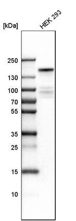 KDM6A Antibody in Western Blot (WB)