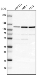 LONP1 Antibody in Western Blot (WB)
