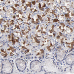 CCDC80 Polyclonal Antibody