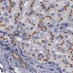 GOLIM4 Antibody in Immunohistochemistry (IHC)