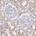 GLDC Antibody in Immunohistochemistry (Paraffin) (IHC (P))