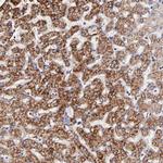 GLDC Antibody in Immunohistochemistry (Paraffin) (IHC (P))