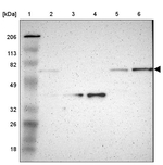 NCF2 Antibody in Western Blot (WB)