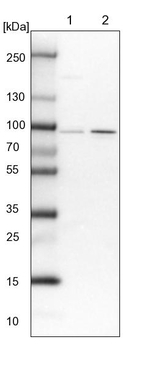 SLMAP Antibody in Western Blot (WB)