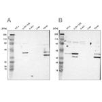 SLMAP Antibody in Western Blot (WB)