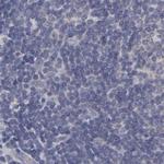 SLMAP Antibody in Immunohistochemistry (Paraffin) (IHC (P))