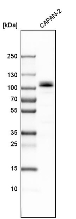SLMAP Antibody in Western Blot (WB)