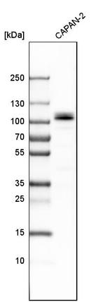 SLMAP Antibody in Western Blot (WB)