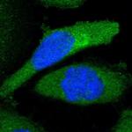 LAX1 Antibody in Immunocytochemistry (ICC/IF)
