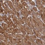 C22orf36 Polyclonal Antibody