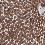 CNIH1 Polyclonal Antibody