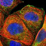 FMNL3 Antibody in Immunocytochemistry (ICC/IF)