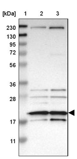 eIF1AX Antibody in Western Blot (WB)