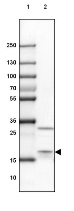 eIF1AX Antibody in Western Blot (WB)