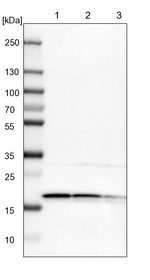 eIF1AX Antibody in Western Blot (WB)