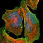 C14orf93 Polyclonal Antibody