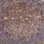 RPL27 Antibody in Immunohistochemistry (Paraffin) (IHC (P))