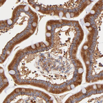 RPL27 Antibody in Immunohistochemistry (Paraffin) (IHC (P))