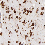 RPL27 Antibody in Immunohistochemistry (Paraffin) (IHC (P))