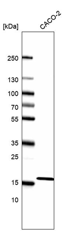 RPL27 Antibody in Western Blot (WB)