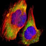 RPL30 Polyclonal Antibody