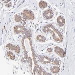 RPL30 Antibody in Immunohistochemistry (Paraffin) (IHC (P))