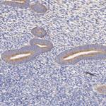 RPL30 Antibody in Immunohistochemistry (Paraffin) (IHC (P))