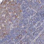 RPL30 Antibody in Immunohistochemistry (Paraffin) (IHC (P))