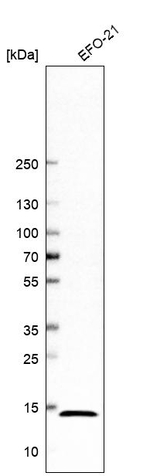RPL30 Antibody in Western Blot (WB)