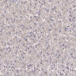 WASH1 Antibody in Immunohistochemistry (Paraffin) (IHC (P))