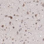 CXorf36 Antibody in Immunohistochemistry (Paraffin) (IHC (P))