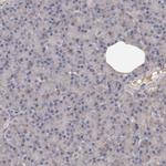CXorf36 Antibody in Immunohistochemistry (Paraffin) (IHC (P))
