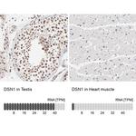 DSN1 Antibody