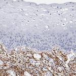 EMILIN1 Antibody in Immunohistochemistry (Paraffin) (IHC (P))
