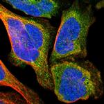 TXNL1 Polyclonal Antibody