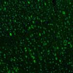 TXNL1 Antibody in Immunohistochemistry (Paraffin) (IHC (P))