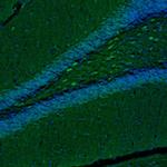 TXNL1 Antibody in Immunohistochemistry (Paraffin) (IHC (P))