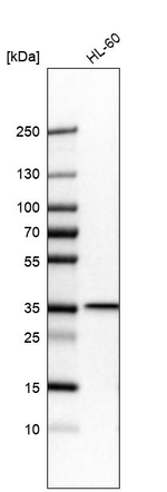 TXNL1 Antibody in Western Blot (WB)