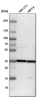 TXNL1 Antibody in Western Blot (WB)