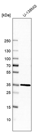 TXNL1 Antibody in Western Blot (WB)