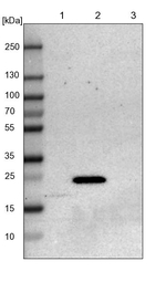JM4 Antibody in Western Blot (WB)
